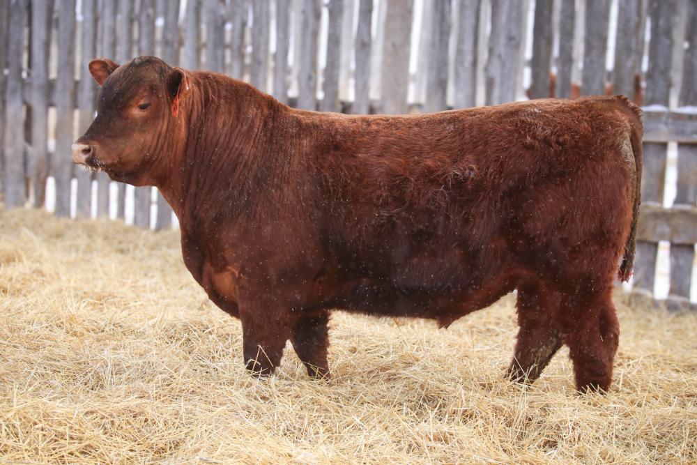 bull